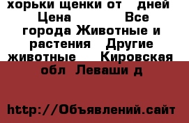 хорьки щенки от 35дней › Цена ­ 4 000 - Все города Животные и растения » Другие животные   . Кировская обл.,Леваши д.